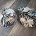 Fall pumpkins