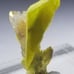 ULTRA RARE ETTRINGITE REPLACING CALCITE