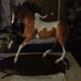 Breyer Magnolia