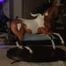 Breyer Magnolia