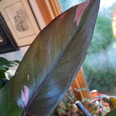 Philodendron Pink Princess Dark form