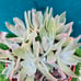 Rare Dudleya Farinosa cluster old trunk live Rooted , get 2 free succulents cutt
