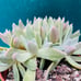 Rare Dudleya Farinosa cluster old trunk live Rooted , get 2 free succulents cutt
