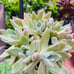 Rare Dudleya Farinosa cluster old trunk live Rooted , get 2 free succulents cutt