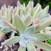 Rare Dudleya Farinosa cluster old trunk live Rooted , get 2 free succulents cutt