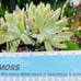 Rare Dudleya Farinosa cluster old trunk live Rooted , get 2 free succulents cutt