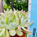 Rare Dudleya Farinosa cluster old trunk live Rooted , get 2 free succulents cutt
