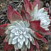 Rare Dudleya Farinosa cluster old trunk live Rooted , get 2 free succulents cutt