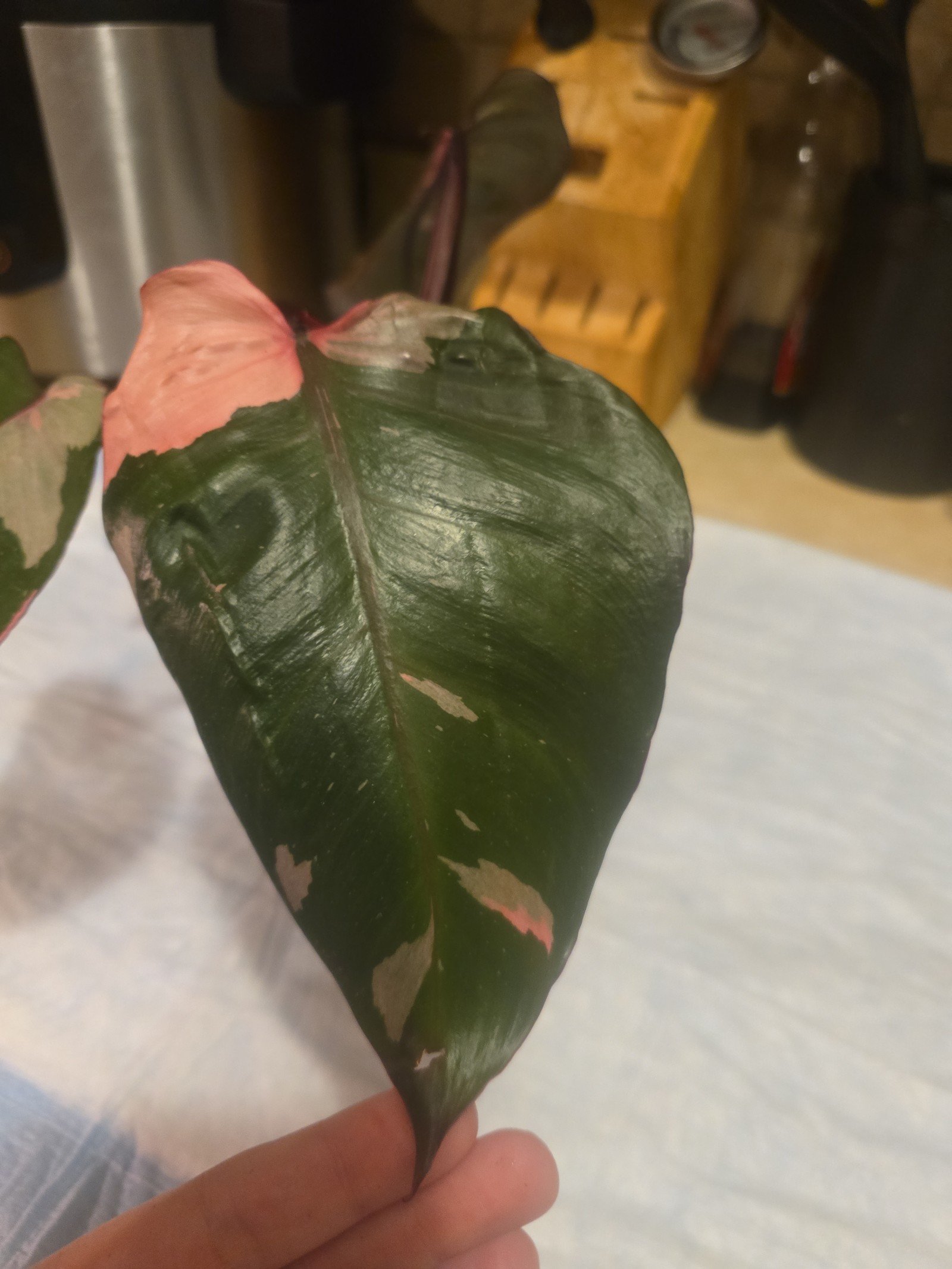 Pink Princess Philodendron, with HEART-shaped splotches