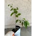 GRAFTED 'Dr White' Cherimoya Tree - Very Large Fruit, Ceamy & Delicious