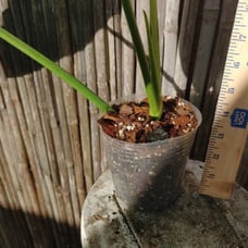 10*65/A/ Nicely Variegated Jose buono 4 pot