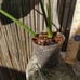 10*65/A/ Nicely Variegated Jose buono 4 pot