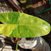 10*65/A/ Nicely Variegated Jose buono 4 pot