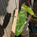 10*65/A/ Nicely Variegated Jose buono 4 pot