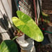 10*65/A/ Nicely Variegated Jose buono 4 pot
