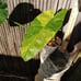 10*65/A/ Nicely Variegated Jose buono 4 pot