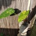 10*65/A/ Nicely Variegated Jose buono 4 pot