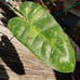 10*65/A/ Nicely Variegated Jose buono 4 pot