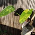 10*65/A/ Nicely Variegated Jose buono 4 pot
