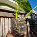 10*65/A/ Nicely Variegated Jose buono 4 pot