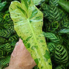 Variegated Philodendron Paraiso Verde