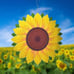 Sunflower Wind Spinner Yard Art Garden Decor 3D Stainless Steel Sculptures