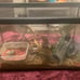 reptile tank + decor