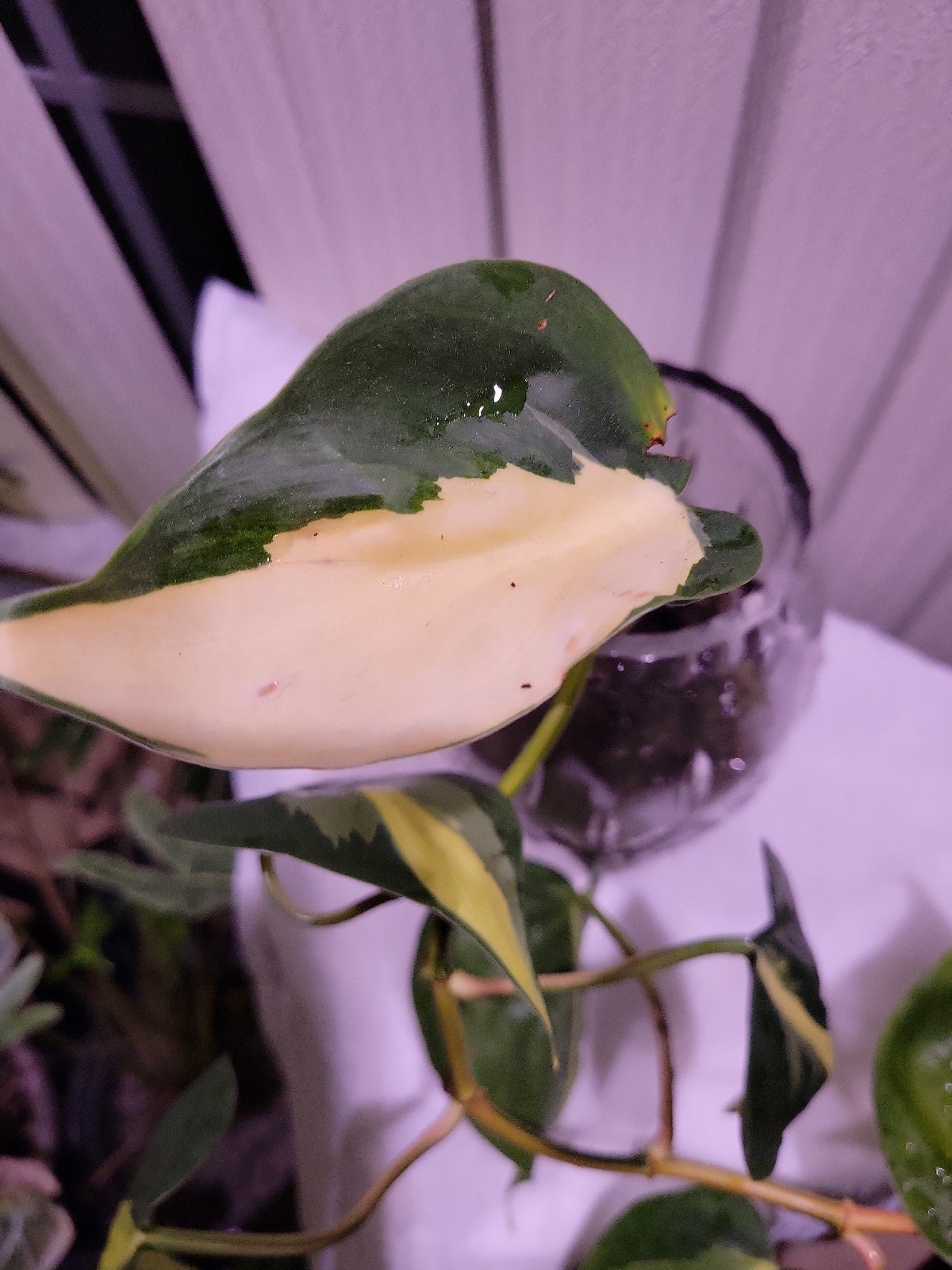Rare philodendron Gabby so pretty. I've got over 50 large available today