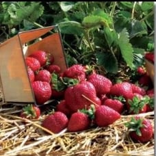Strawberry Plant Quinault (Lot Of 50 Plants)