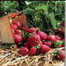 Strawberry Plant Quinault (Lot Of 50 Plants)