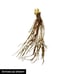 Strawberry Plant Quinault (Lot Of 50 Plants)