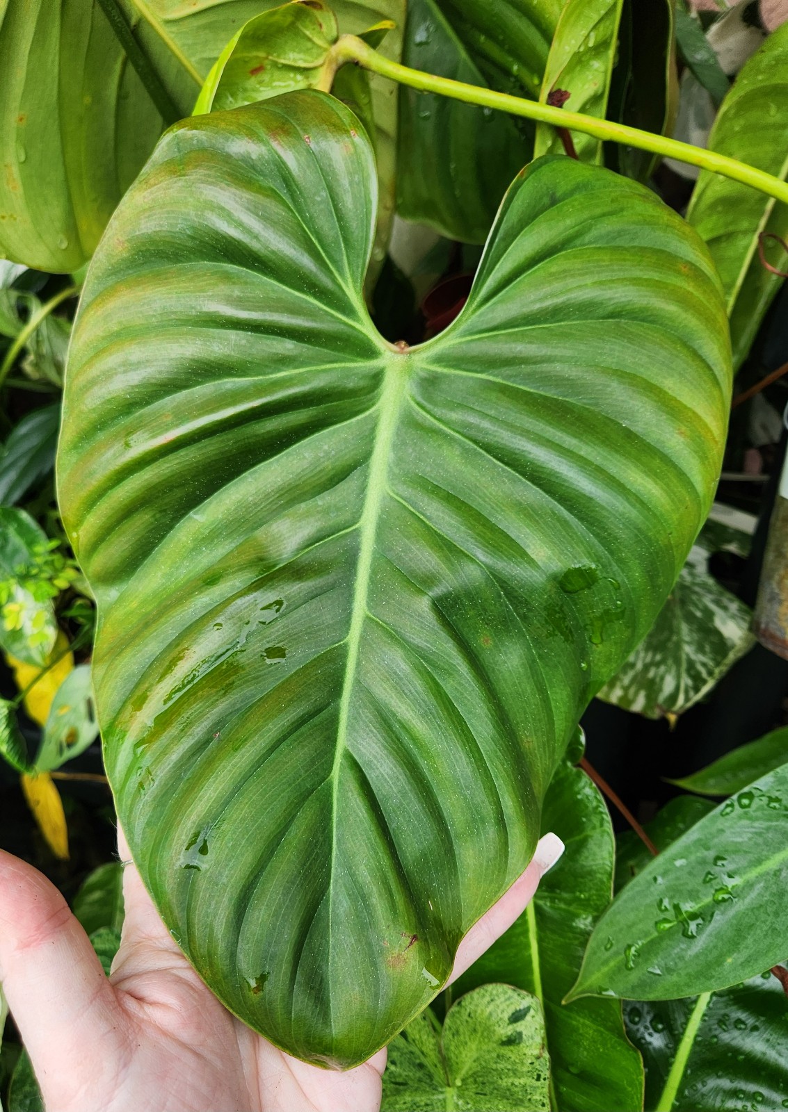 Lymannii Philodendron