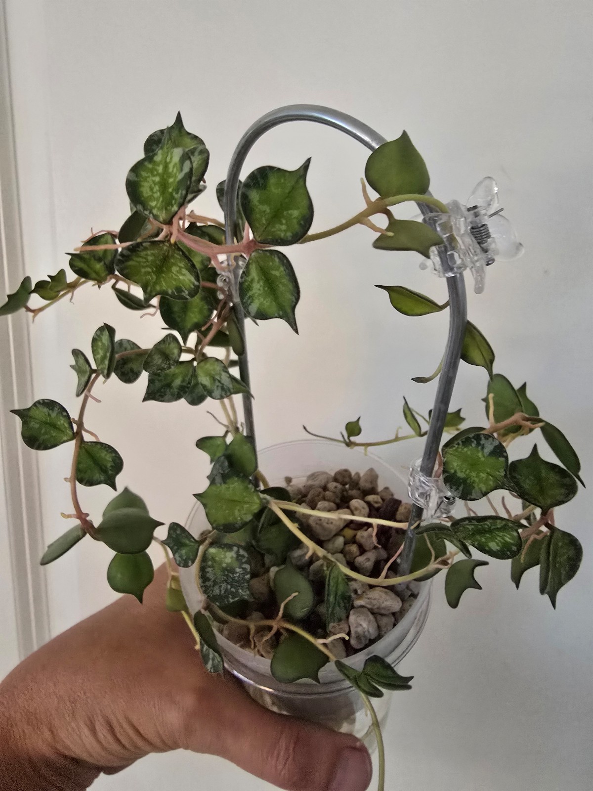 Rare Hoya Curtisii Inner Varigated Cutting