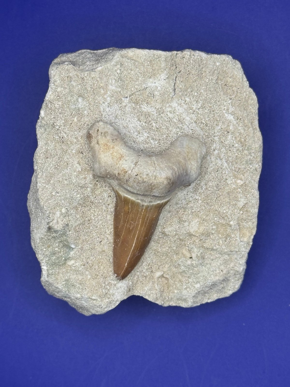 Mackerel Shark Fossil Tooth- Cretaceous Period (approx. 66-145 Million Years Old