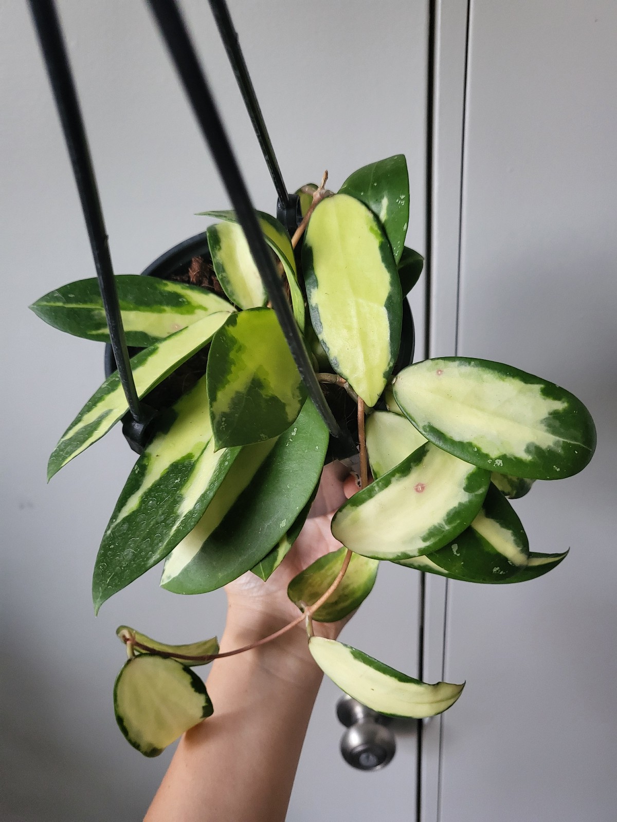 Hoya Acuta Inner Varigated