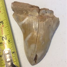 Shark tooth fossil. B88