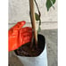 Tall Ice Cream Bean Plant (3+ Feet Tall) - Super Unique Fruit Tree!