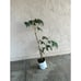 Tall Ice Cream Bean Plant (3+ Feet Tall) - Super Unique Fruit Tree!