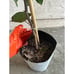 Tall Ice Cream Bean Plant (3+ Feet Tall) - Super Unique Fruit Tree!