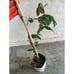 Tall Ice Cream Bean Plant (3+ Feet Tall) - Super Unique Fruit Tree!