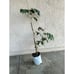Tall Ice Cream Bean Plant (3+ Feet Tall) - Super Unique Fruit Tree!