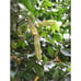 Tall Ice Cream Bean Plant (3+ Feet Tall) - Super Unique Fruit Tree!