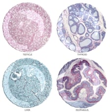 Histology Dessert Plates