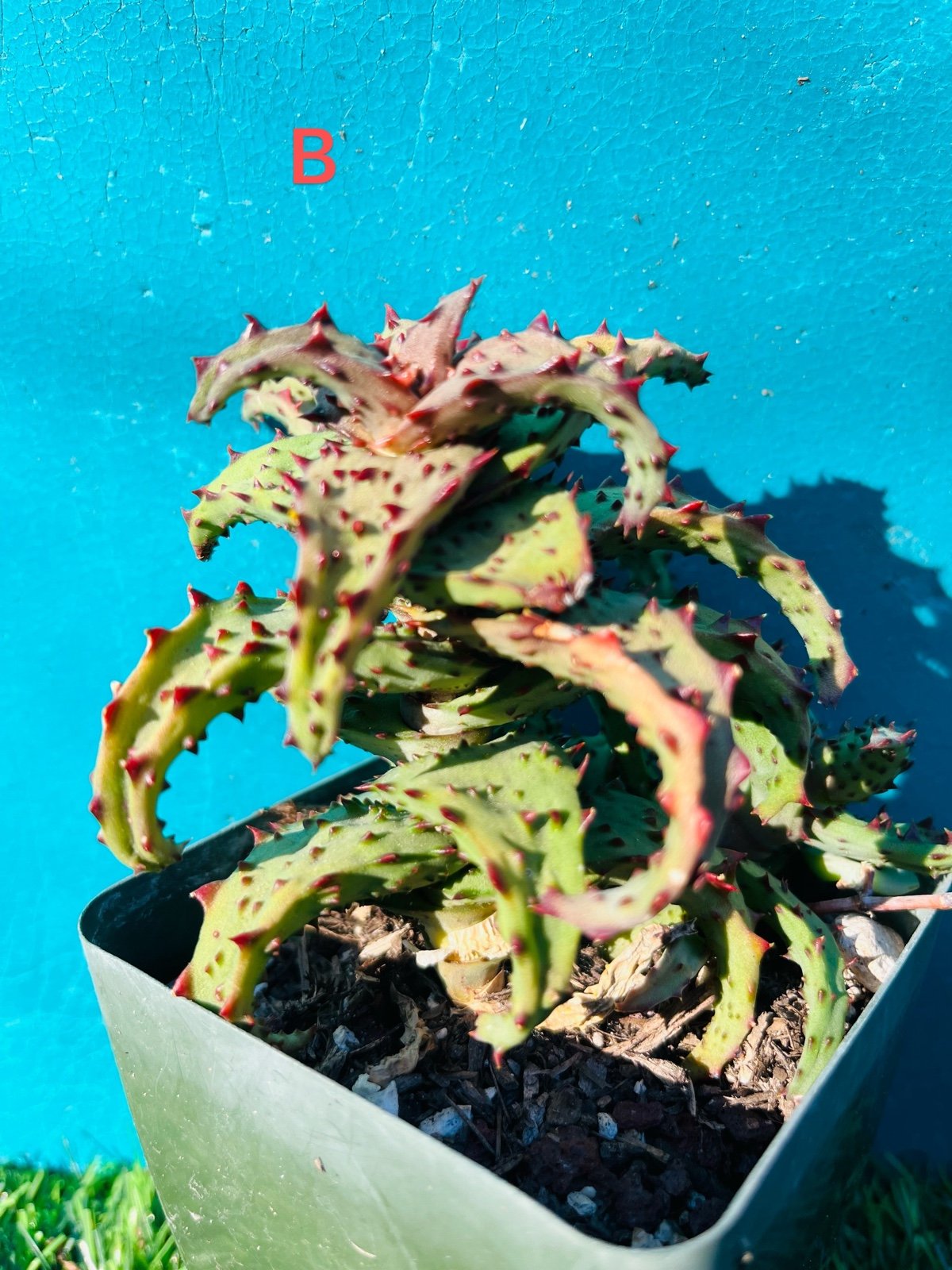 Rare Aloe Castilloniae . Approx 5 Inch wide, 6 inch tall live rooted, get 2 free
