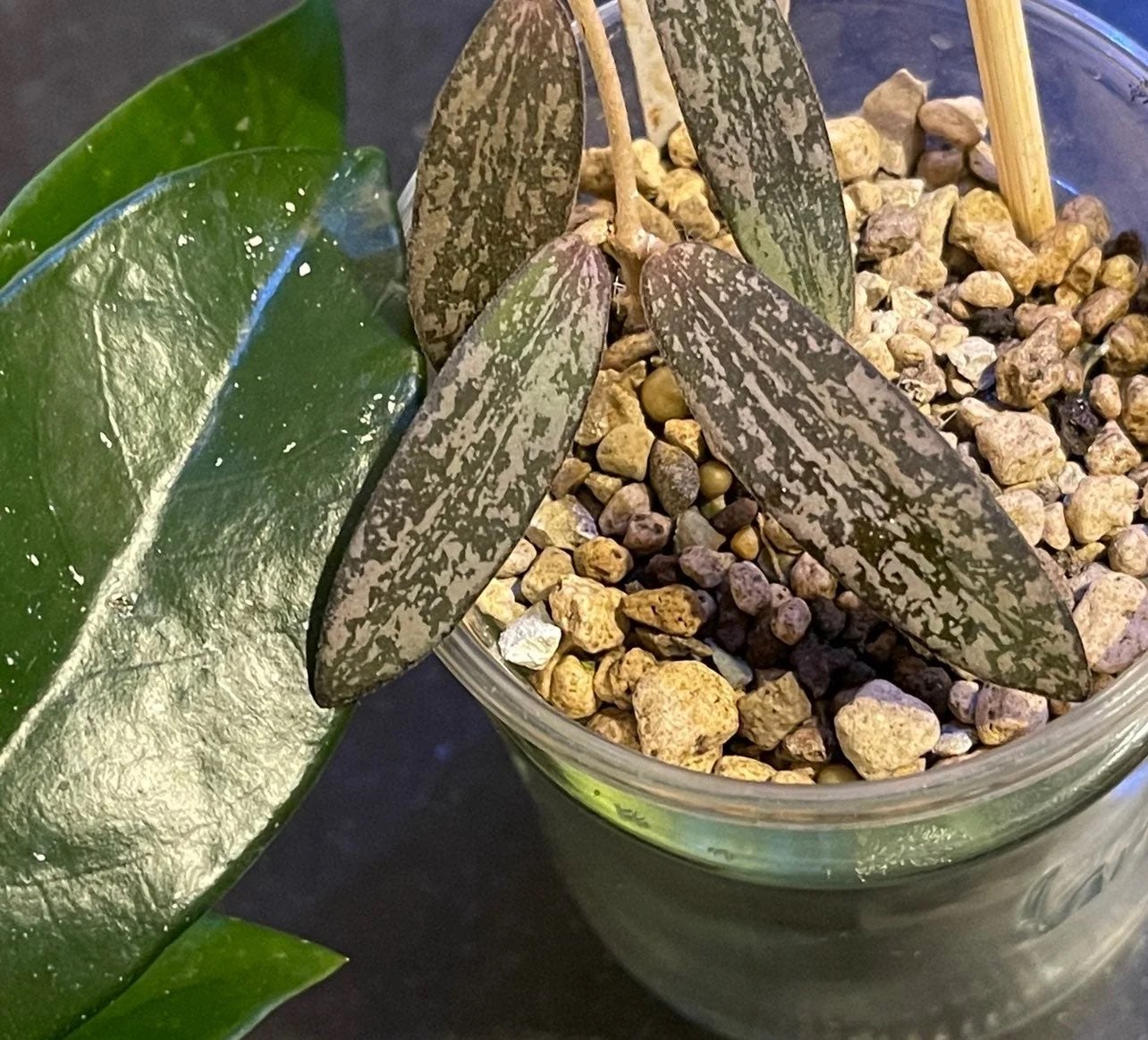 Hoya sigillatis