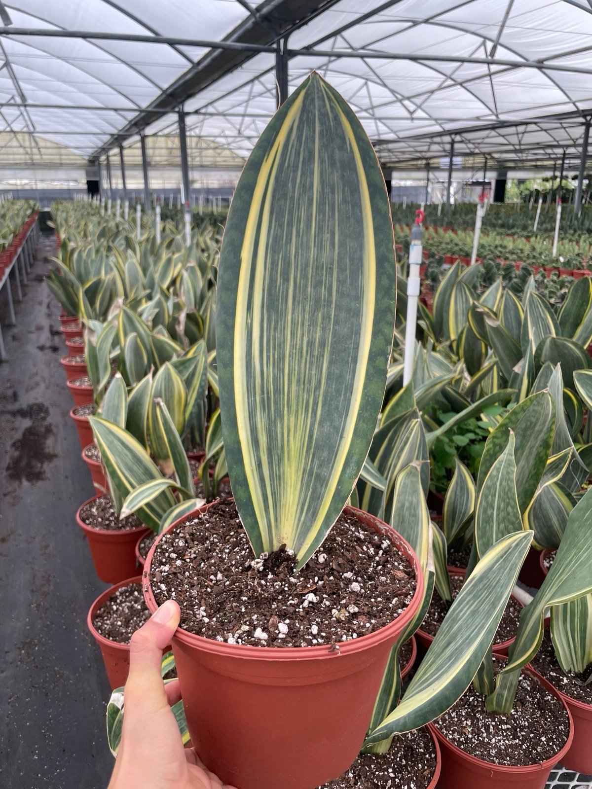 6” variegated whales fin
