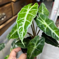 Alocasia Amazonica Variegated
