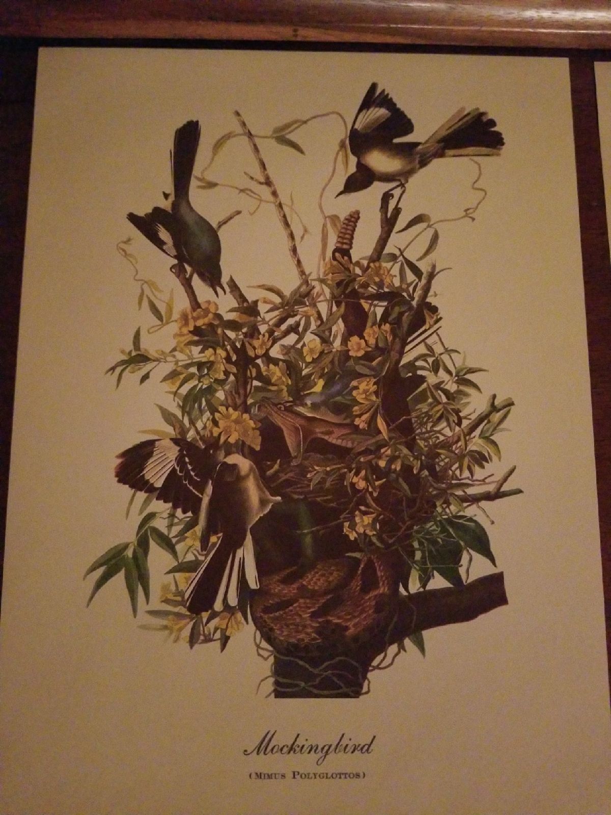 AUDUBONS 18 Best Loved Bird Paintings