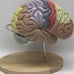 Anatomical & Regional Painted Brain Enlarge 1.5X 4 Parts, Color Coded & labeled