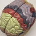 Anatomical & Regional Painted Brain Enlarge 1.5X 4 Parts, Color Coded & labeled